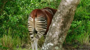 Disney's Animal Kingdom'ın Sihri 2. sezon 4. bölüm görseli