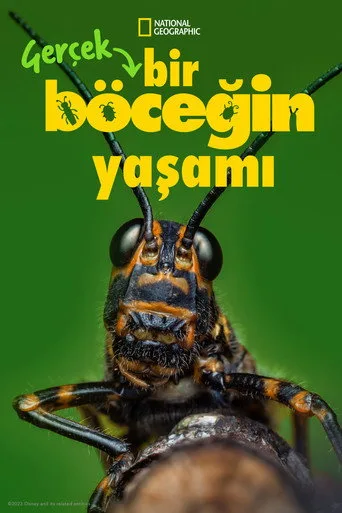 Gerçek Bir Böceğin Yaşamı (2024) posteri