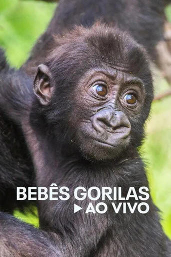 Gorillerin Yaşamından Canlı Yayın 1. sezon posteri