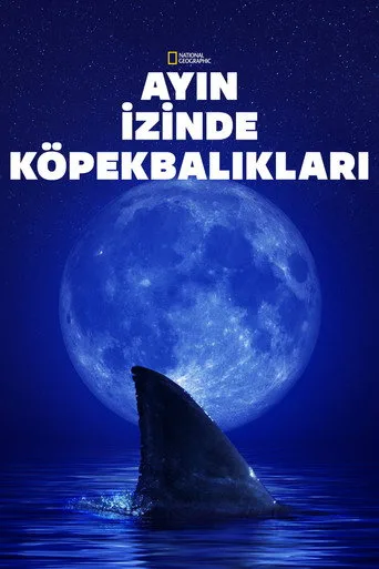 Ayın İzinde Köpekbalıkları (2022) posteri