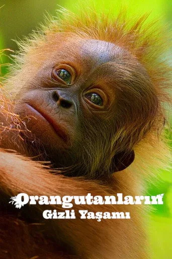 Orangutanların Gizli Yaşamı (2024) posteri