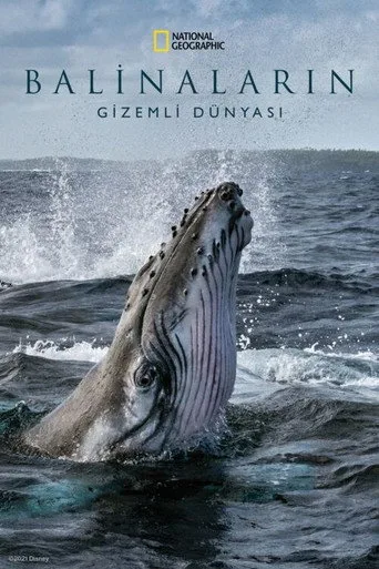 Balinaların Gizemli Dünyası (2021) posteri
