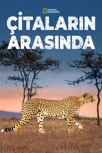 Çitaların Arasında (2017) posteri