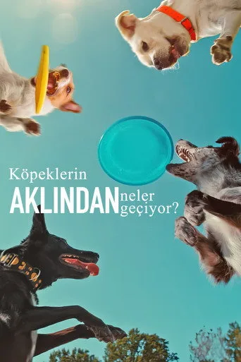 Köpeklerin Aklından Neler Geçiyor? (2024) posteri