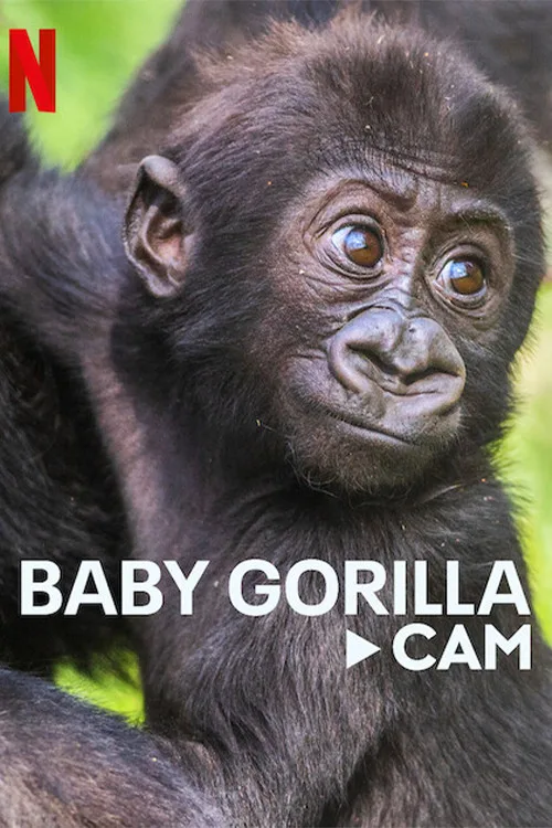Gorillerin Yaşamından Canlı Yayın dizi posteri