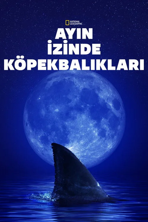 Ayın İzinde Köpekbalıkları film posteri