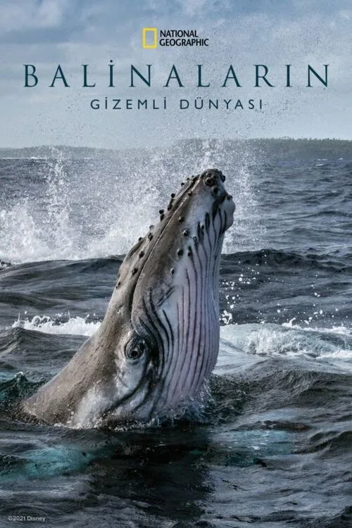 Balinaların Gizemli Dünyası dizi posteri