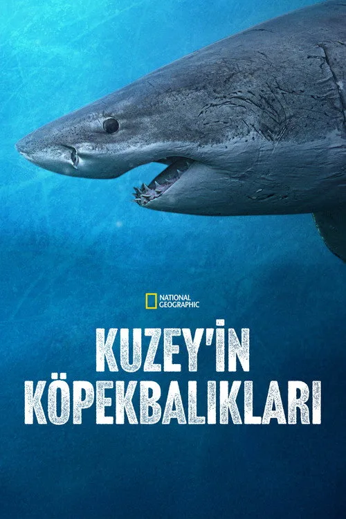 Kuzey'in Köpekbalıkları film posteri