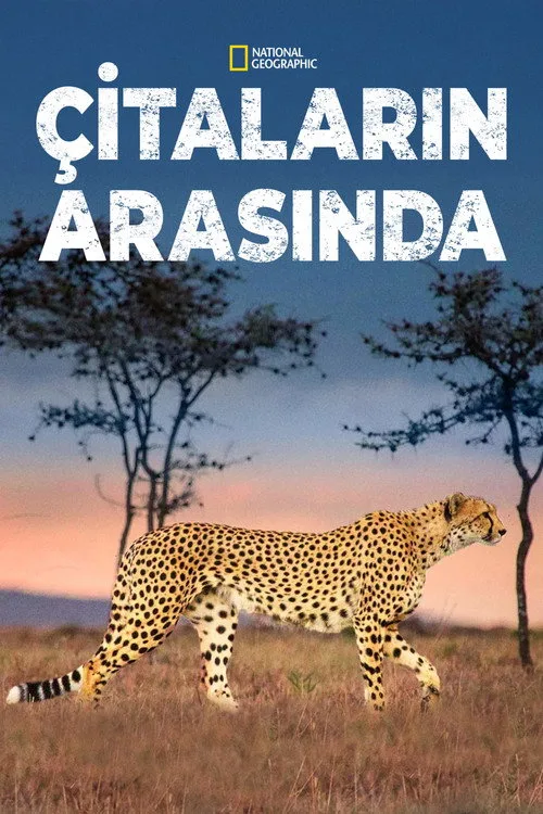 Çitaların Arasında film posteri