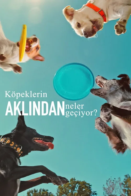 Köpeklerin Aklından Neler Geçiyor? film posteri