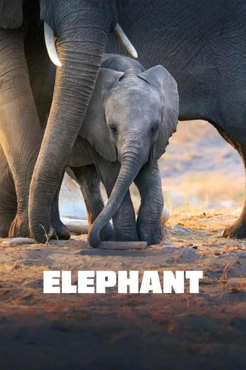 Elephant film posteri